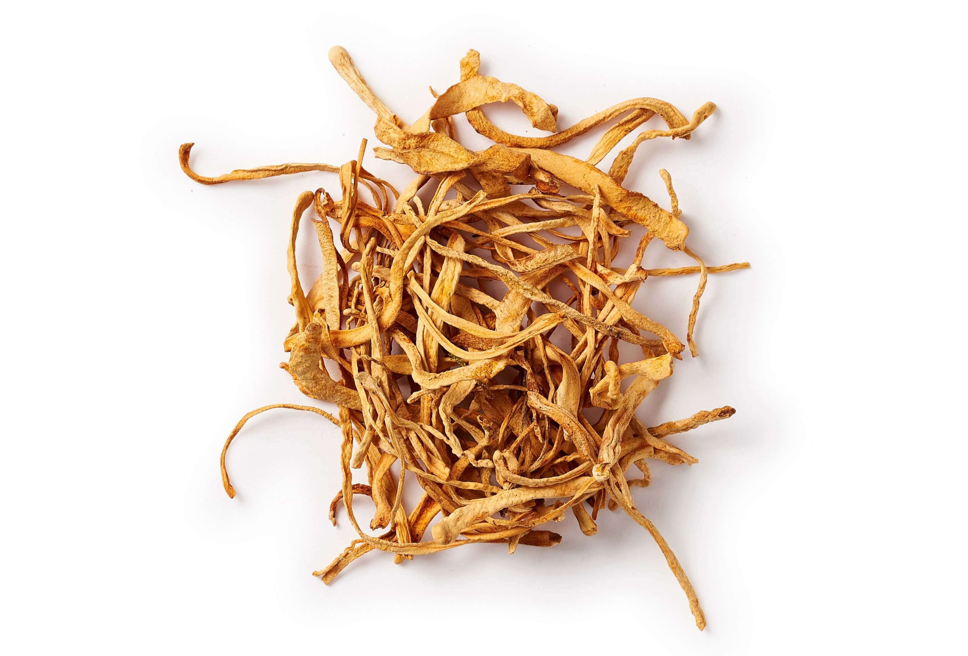 cordyceps 2